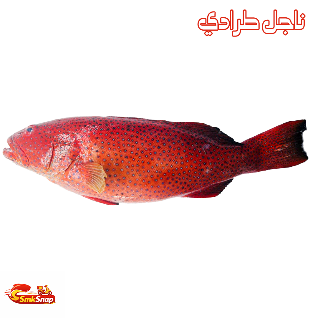 ناجل طرادي