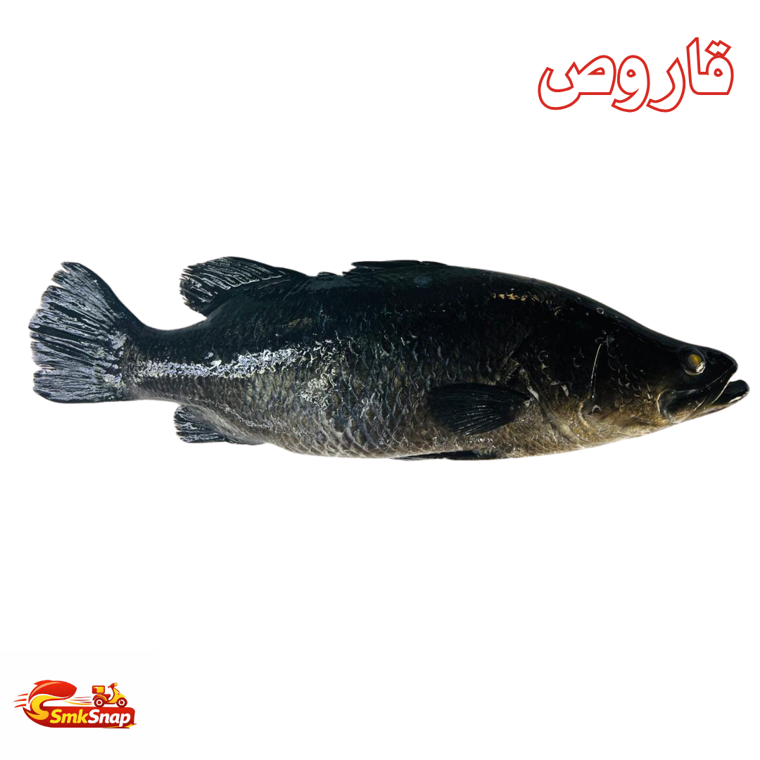 قاروص