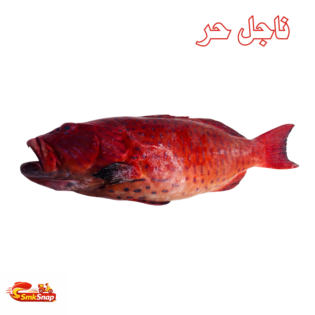 ناجل حر – Smksnap