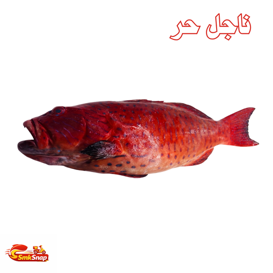 ناجل حر