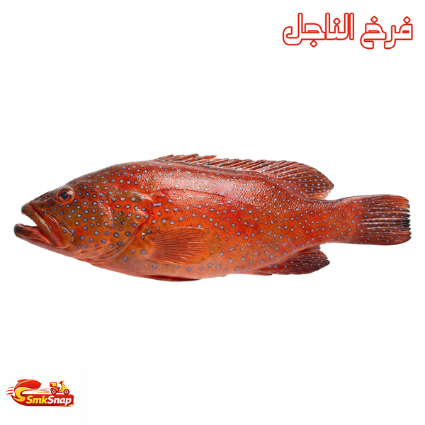 فرخ ناجل – Smksnap