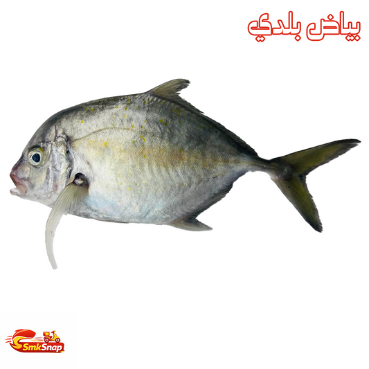 بياض بلدي