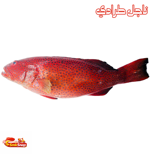ناجل طرادي