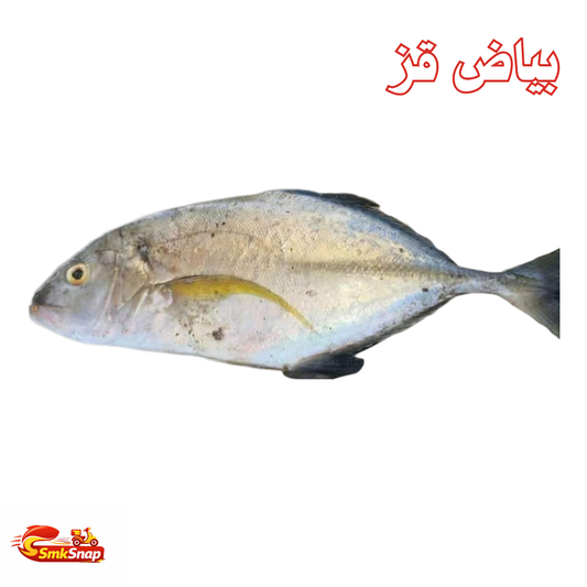 بياض قز