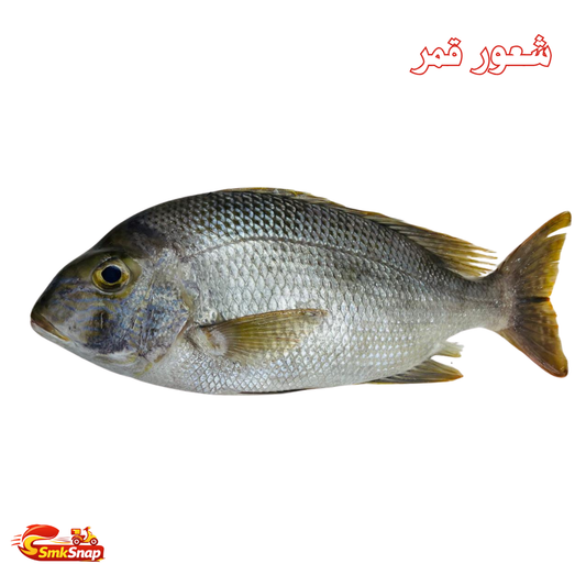 شعور قمر