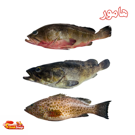هامور