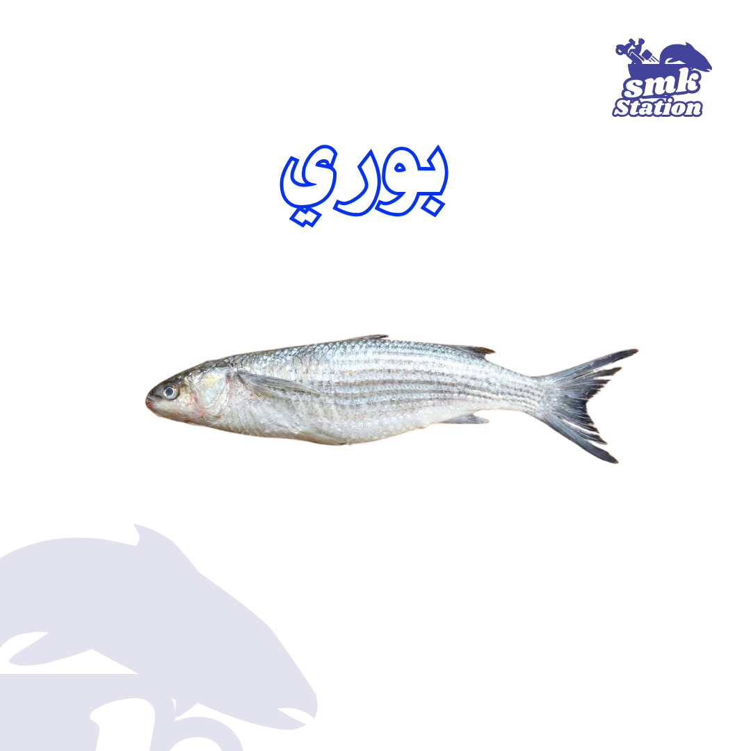 Mullet Fish
