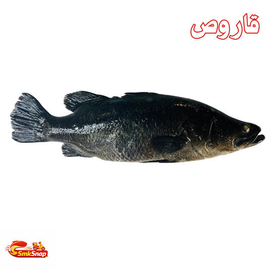 قاروص